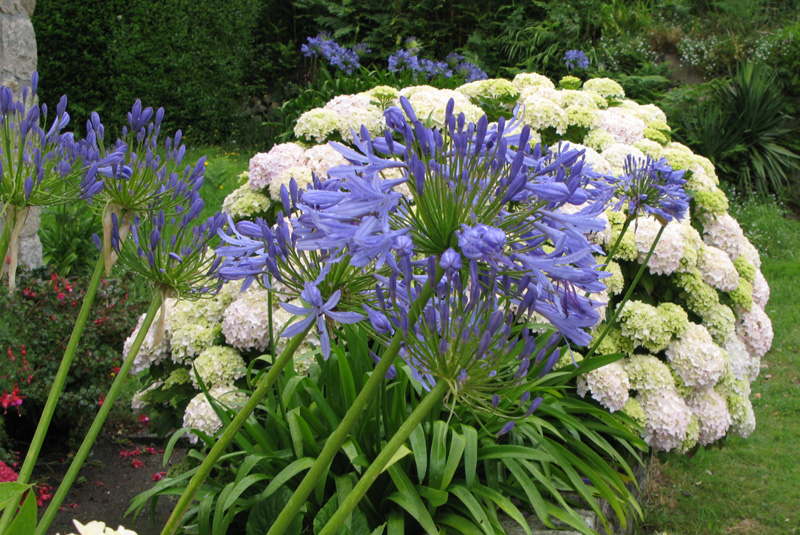 Batz Agapanthes et hortansias
