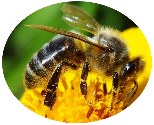 Abeille